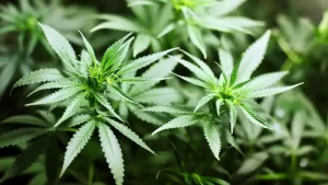 el-gobierno-cambio-las-reglas-para-acceder-al-cannabis-medicinal-2028634