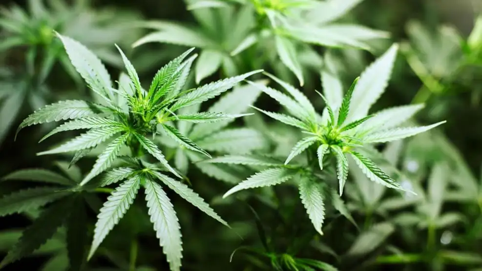 el-gobierno-cambio-las-reglas-para-acceder-al-cannabis-medicinal-2028634