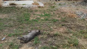 perros-envenenados-plottier-1