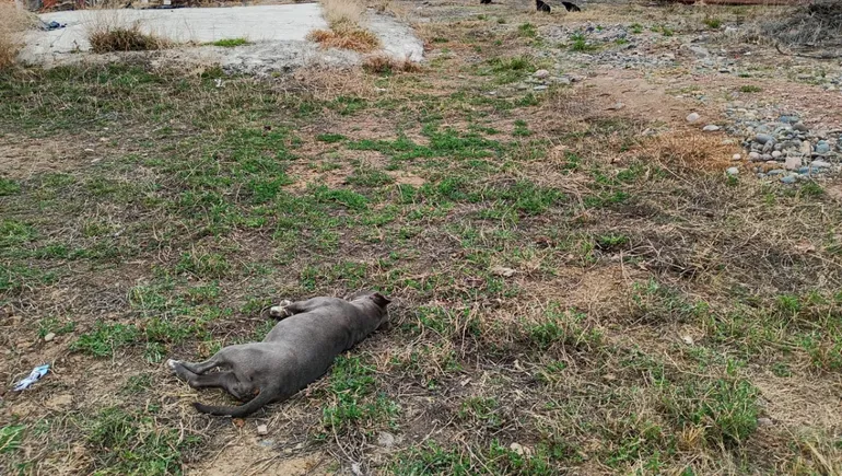 perros-envenenados-plottier-1