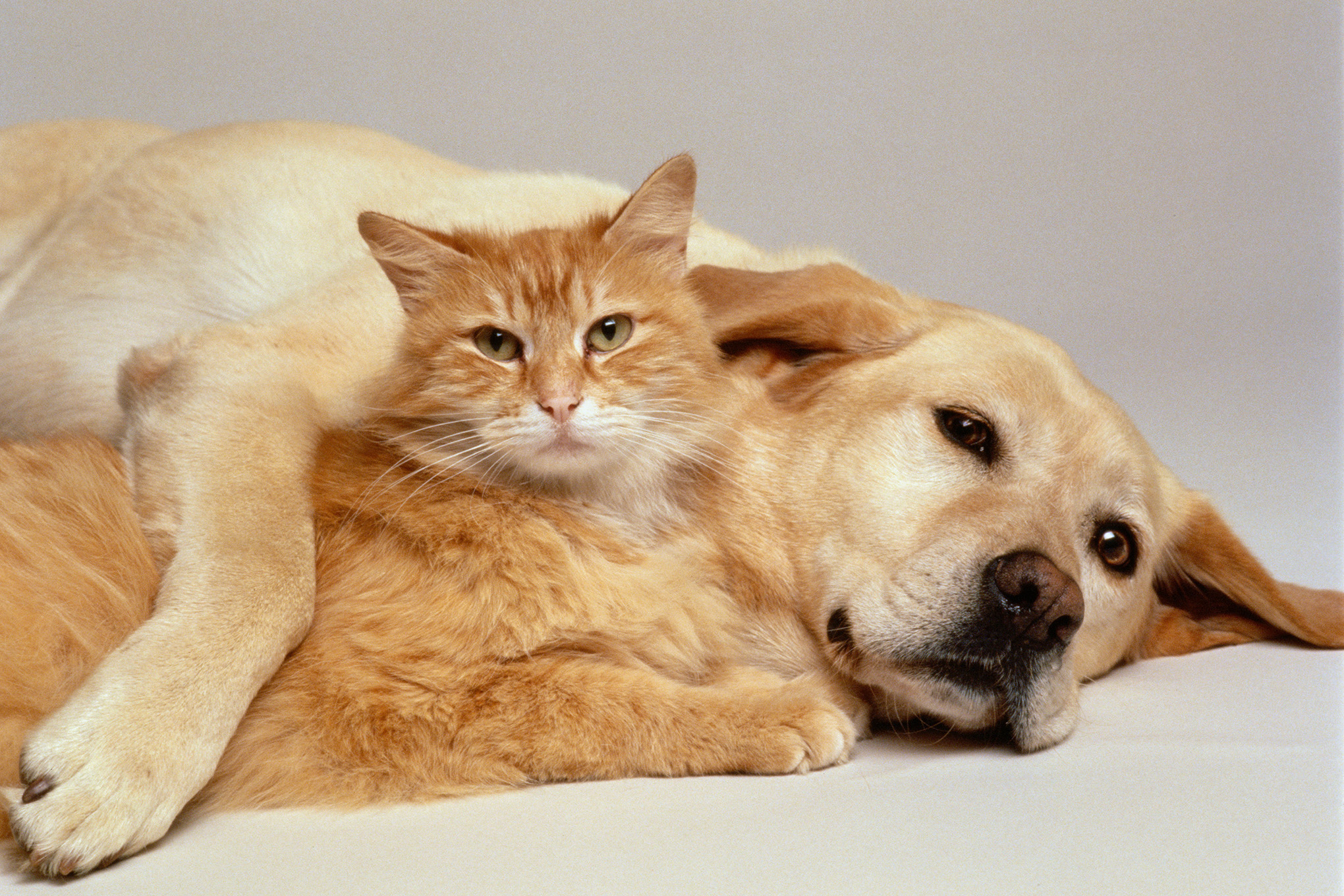 PERRO Y GATO JUNTOS